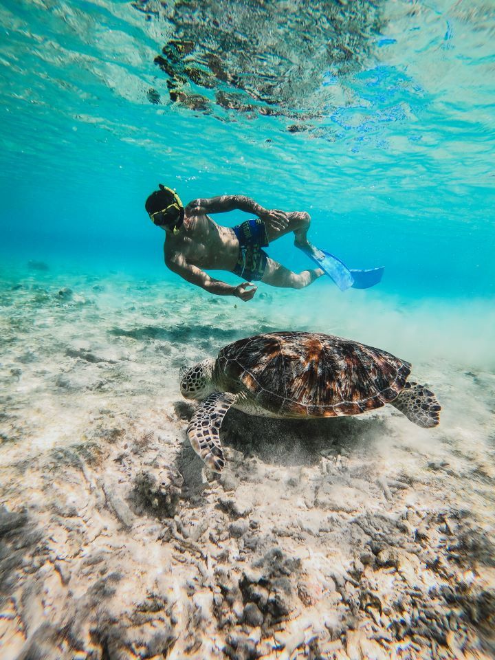 snorkeling con tortugas en gili